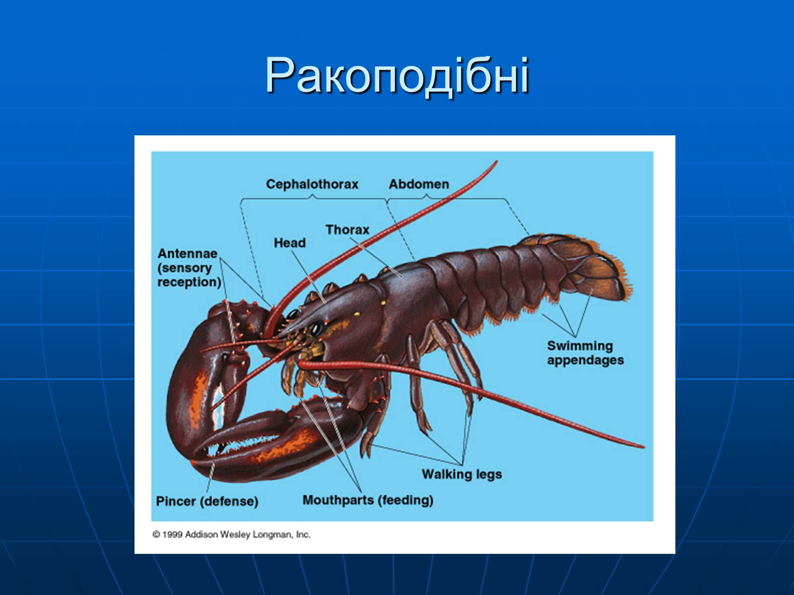 Презентація на тему «Ракоподібні» (варіант 1) - Слайд #5