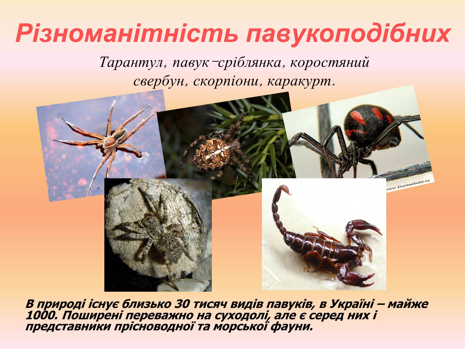 Презентація на тему «Різноманітність павукоподібних» - Слайд #1