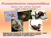 Презентація на тему «Різноманітність павукоподібних»