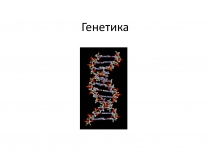 Презентація на тему «Генетика» (варіант 10)