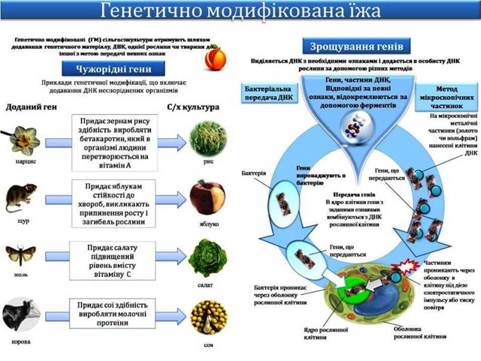 Презентація на тему «Біотехнологія, химерні та трансгенні організми» - Слайд #15