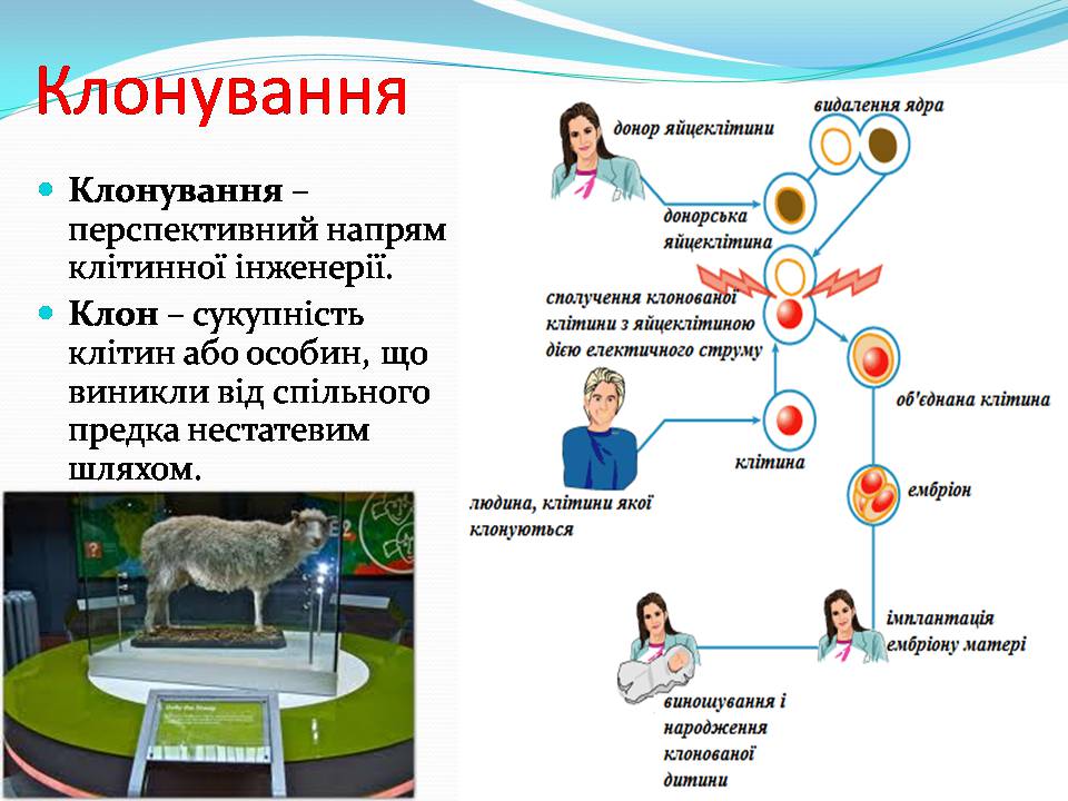 Презентація на тему «Біотехнологія, химерні та трансгенні організми» - Слайд #17