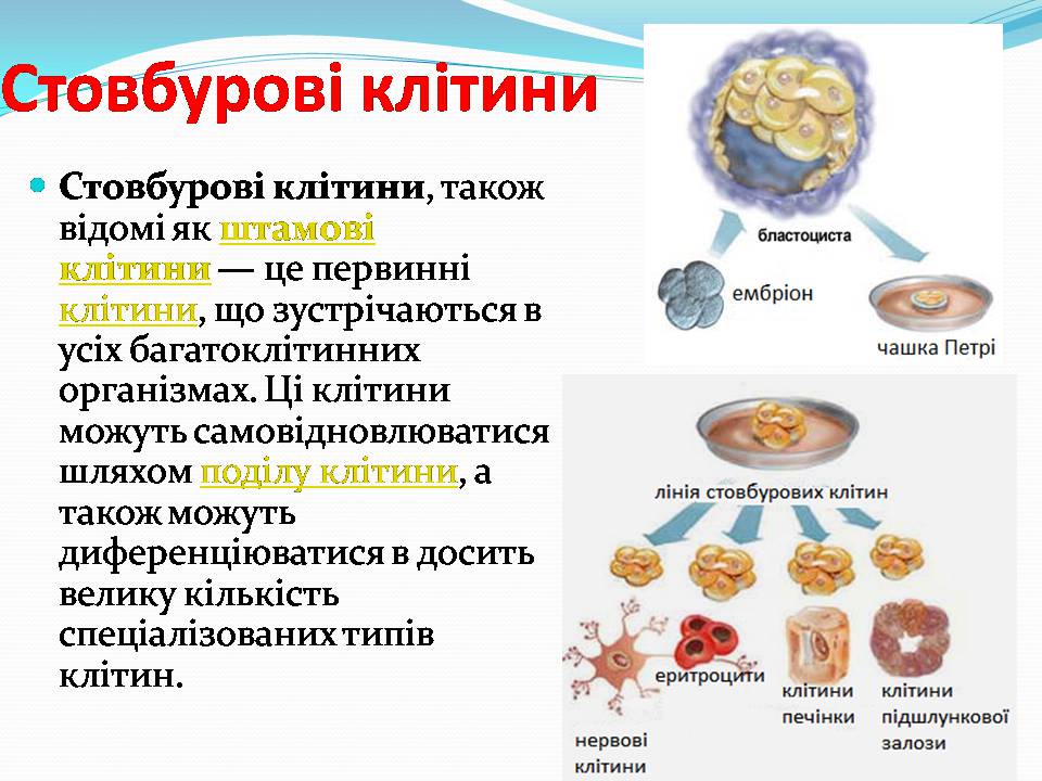 Презентація на тему «Біотехнологія, химерні та трансгенні організми» - Слайд #19