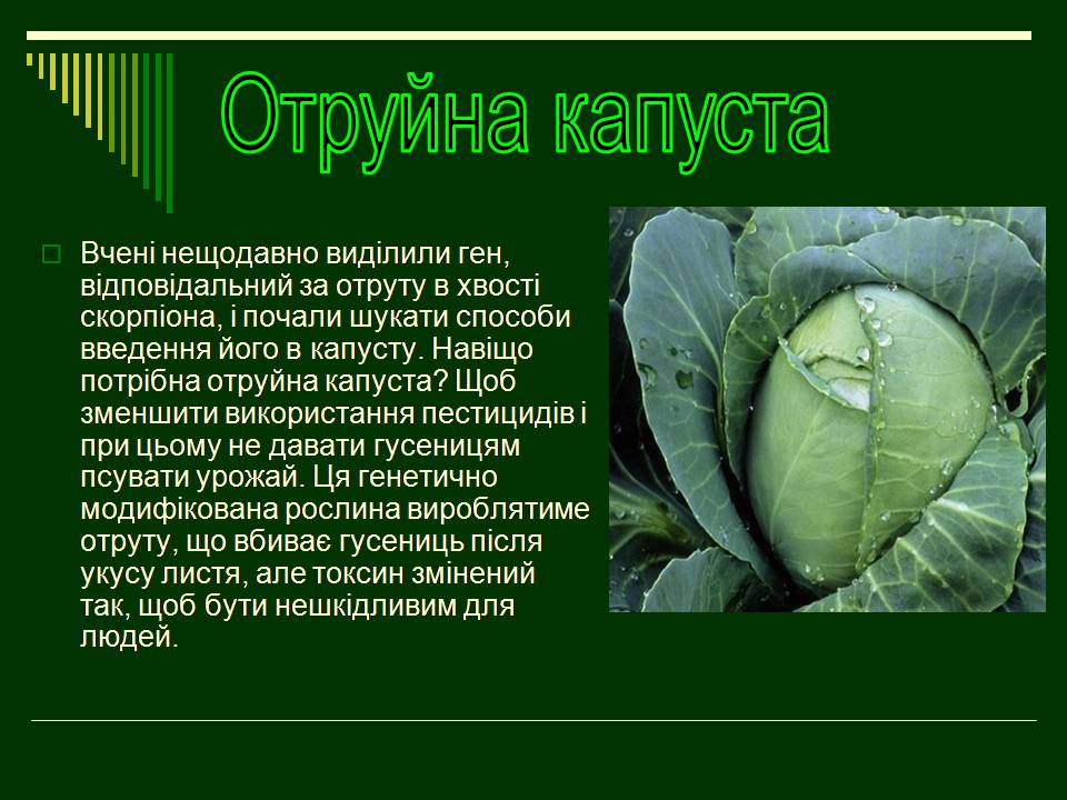 Презентація на тему «Трансгенні організми» (варіант 8) - Слайд #11