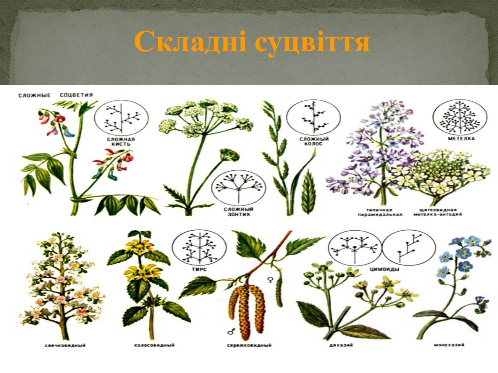 Сложные растения. Сложная кисть примеры. Сложная кисть ботаника. Види суцвіття. Соцветие кисть.