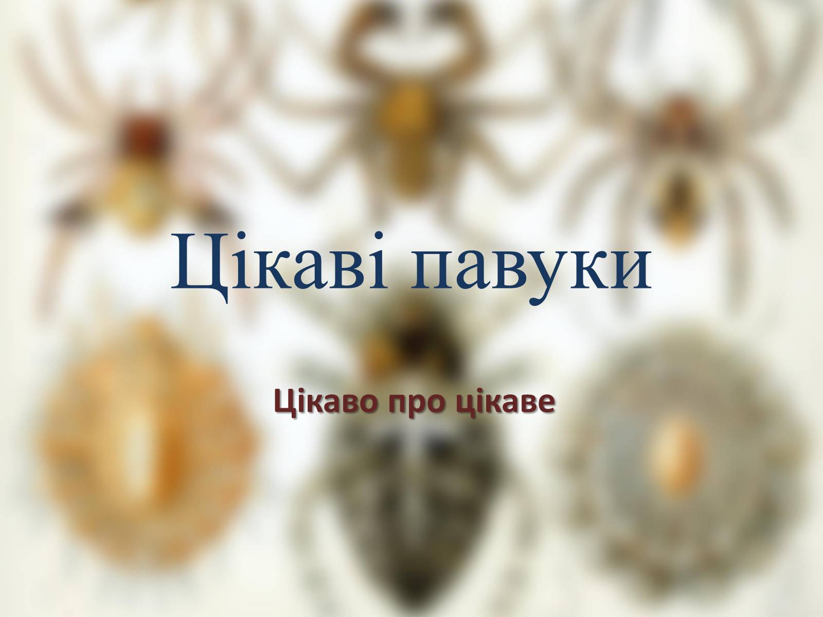 Презентація на тему «Цікаві павуки» - Слайд #2