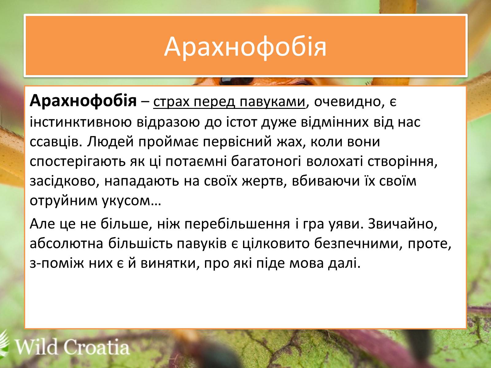 Презентація на тему «Цікаві павуки» - Слайд #4