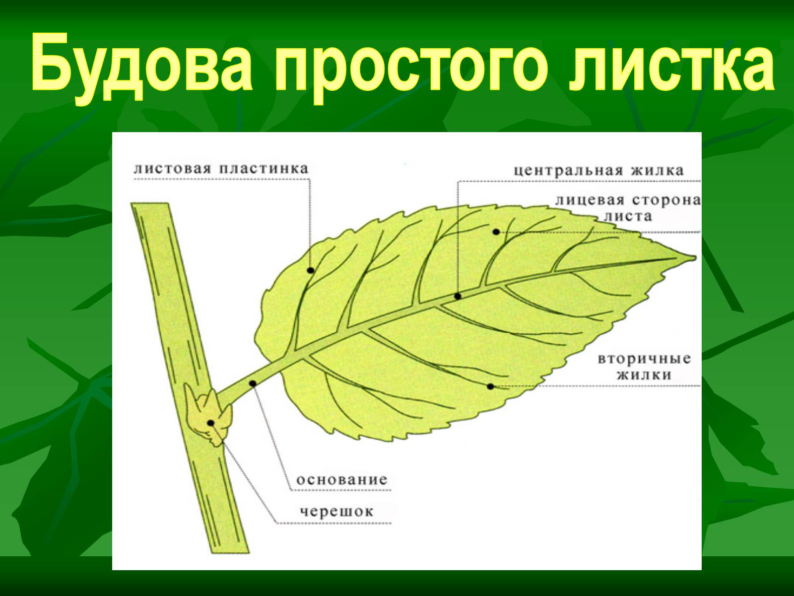 Листок орган. Зовнішня будова листка. Жилки листовой пластинки. Центральная жилка листовой пластинки. Цельная листовая пластинка.