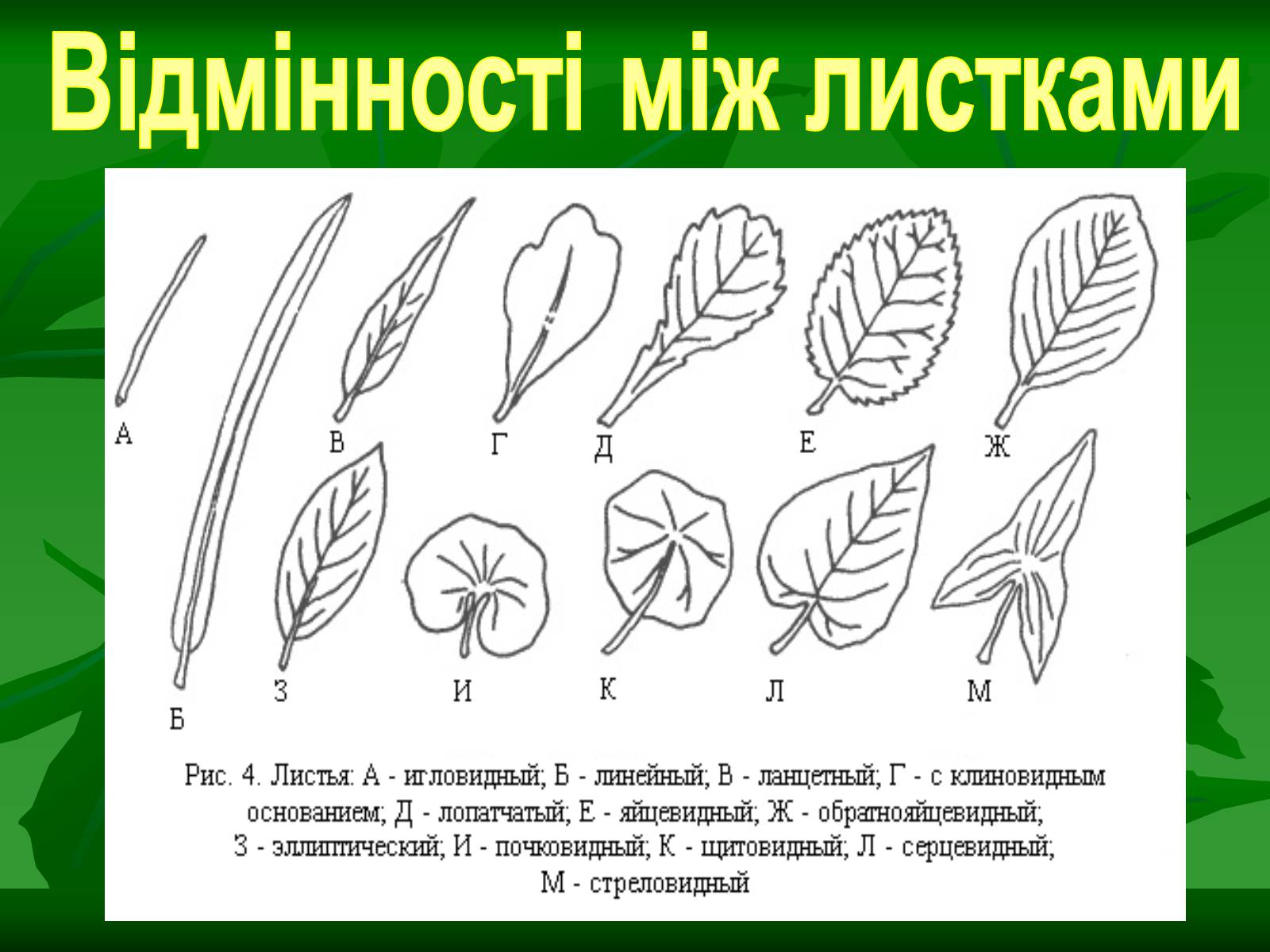 Листок образец. Клиновидная форма листа. Основание листа. Клиновидное основание листа. Форма основания листа клиновидная.