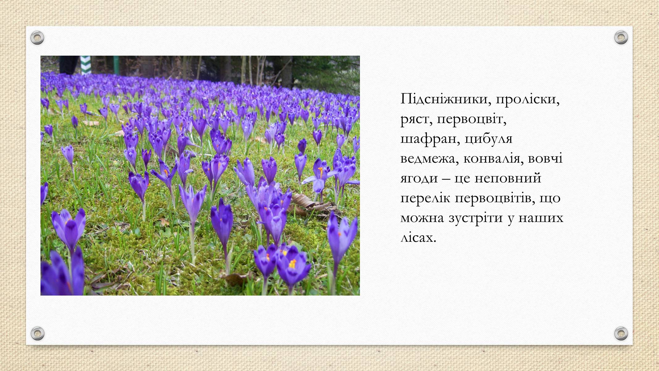 Презентація на тему «Збереження рідкісних ранньоквітучих та реліктових видів рослин» - Слайд #3