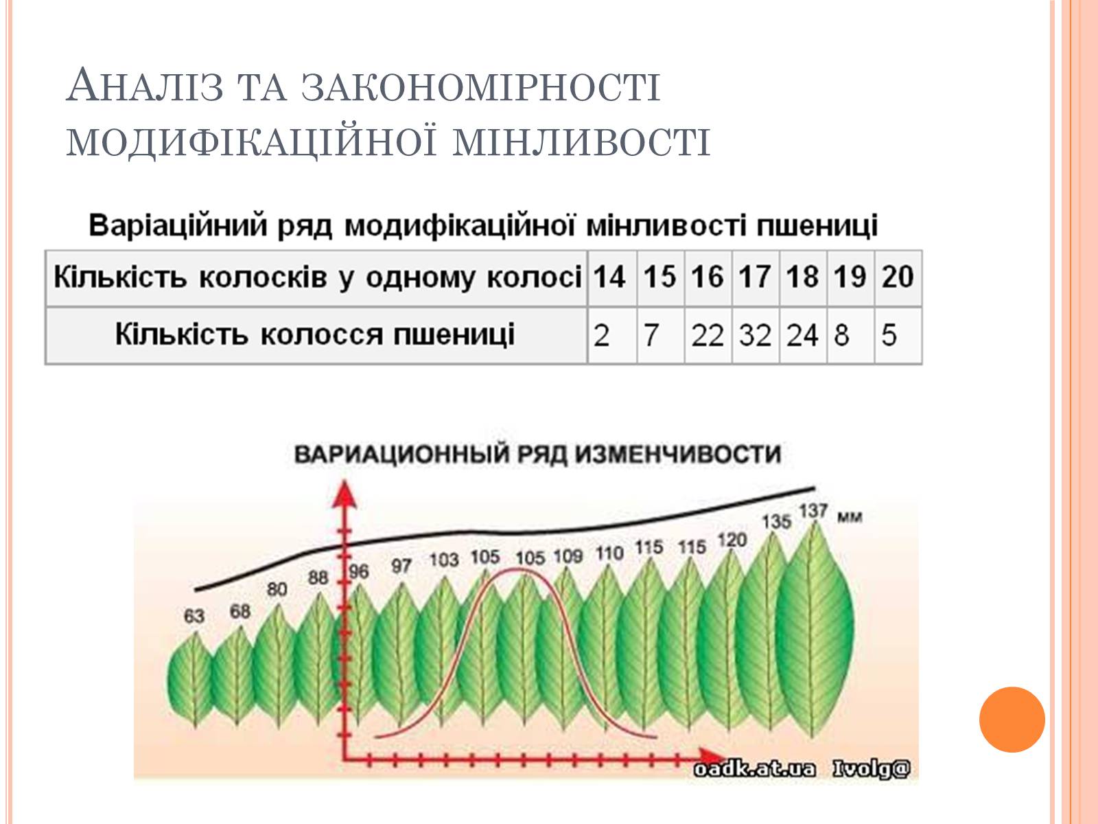 Построение вариационной кривой модификационной изменчивости. Модифікаційна мінливість. Вариационный ряд. Вариационный ряд лаврового листа. Форми мінливості.