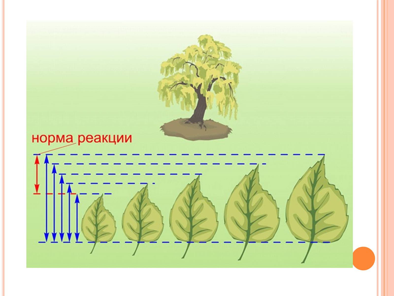 Презентація на тему «Модефікаційна мінливість» - Слайд #8