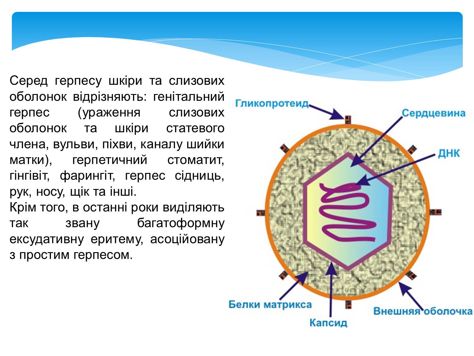 Презентація на тему «Інфекційні захворювання» (варіант 5) - Слайд #12