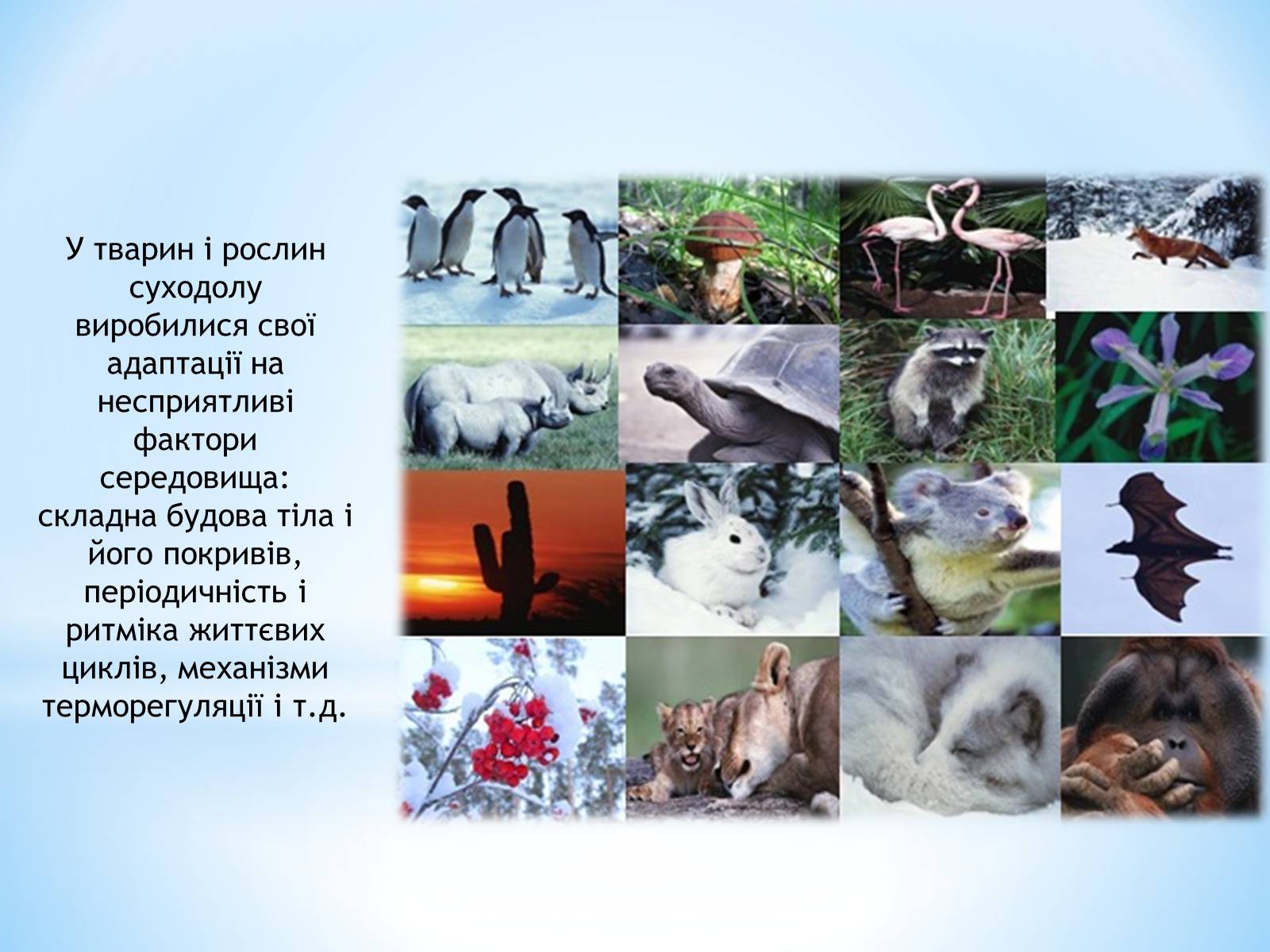 Презентація на тему «Наземно-повітряне середовище існування» (варіант 3) - Слайд #6