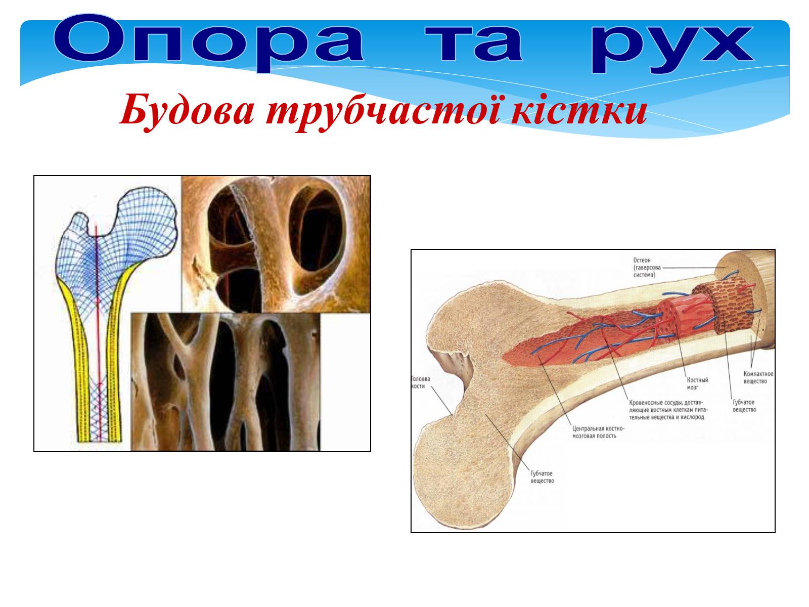 Презентація на тему «Опора і рух» - Слайд #10