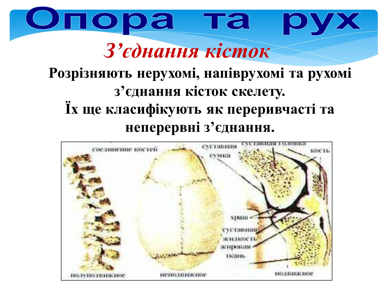 Презентація на тему «Опора і рух» - Слайд #18