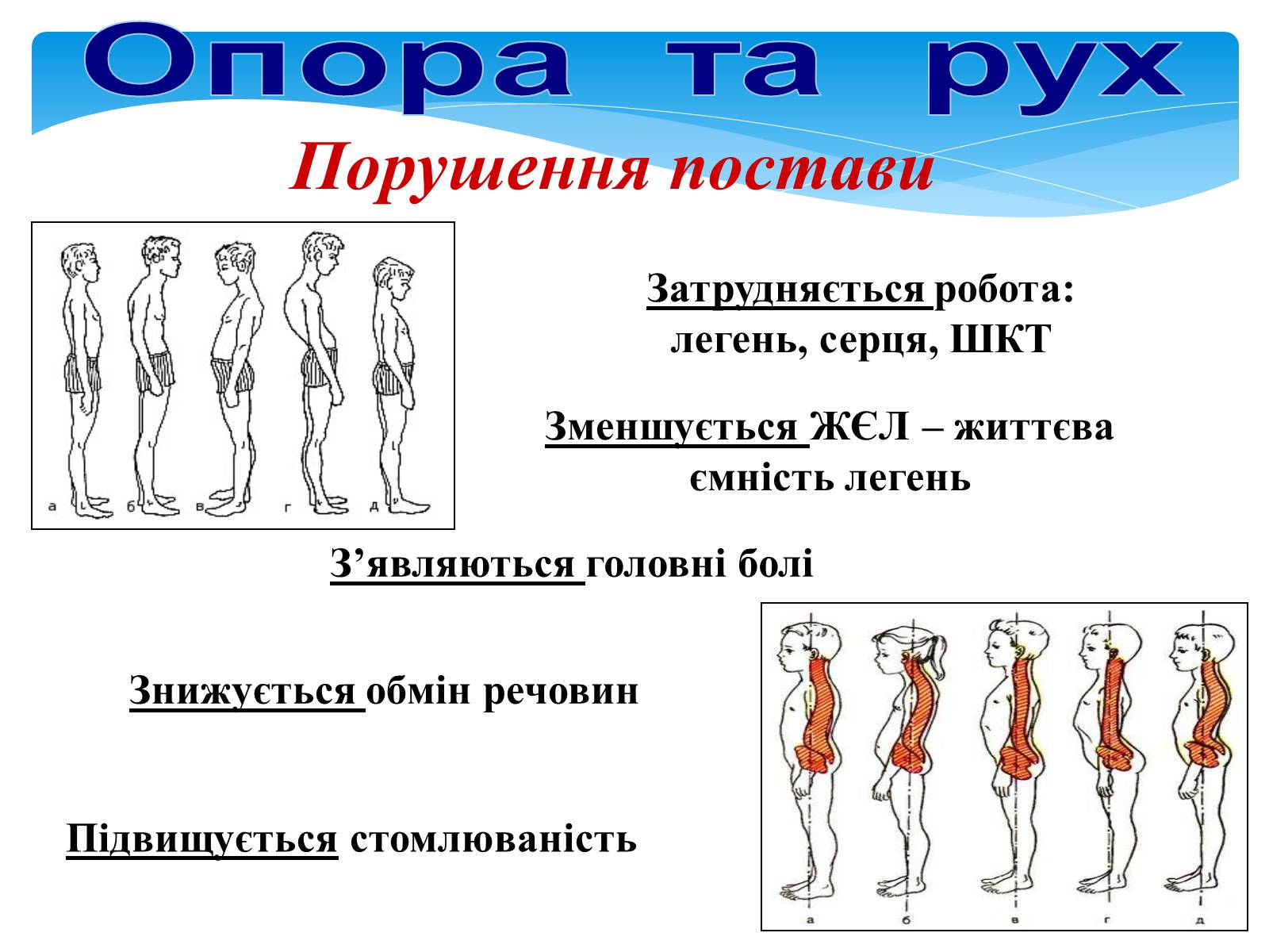 Презентація на тему «Опора і рух» - Слайд #28