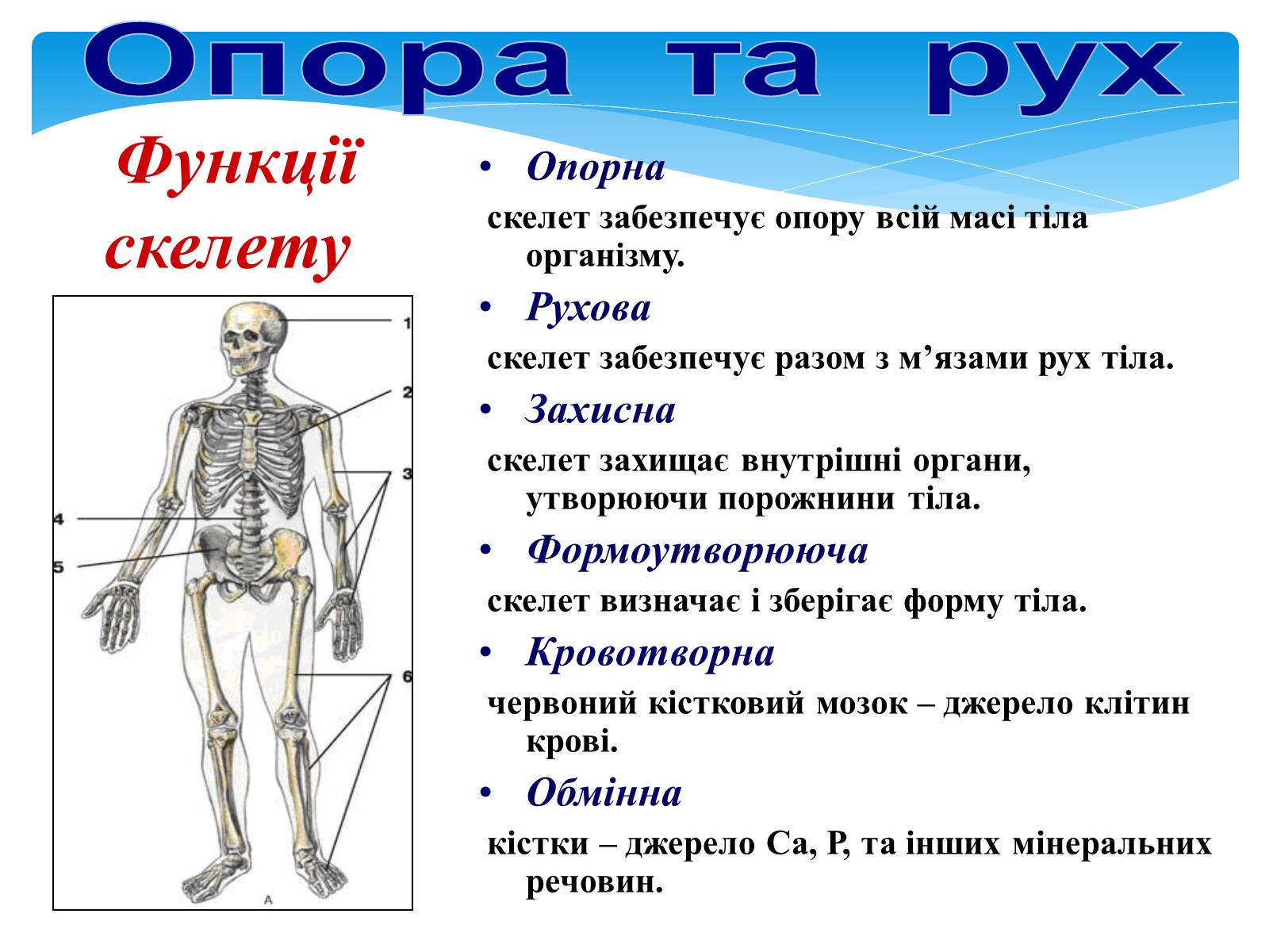 Презентація на тему «Опора і рух» - Слайд #4