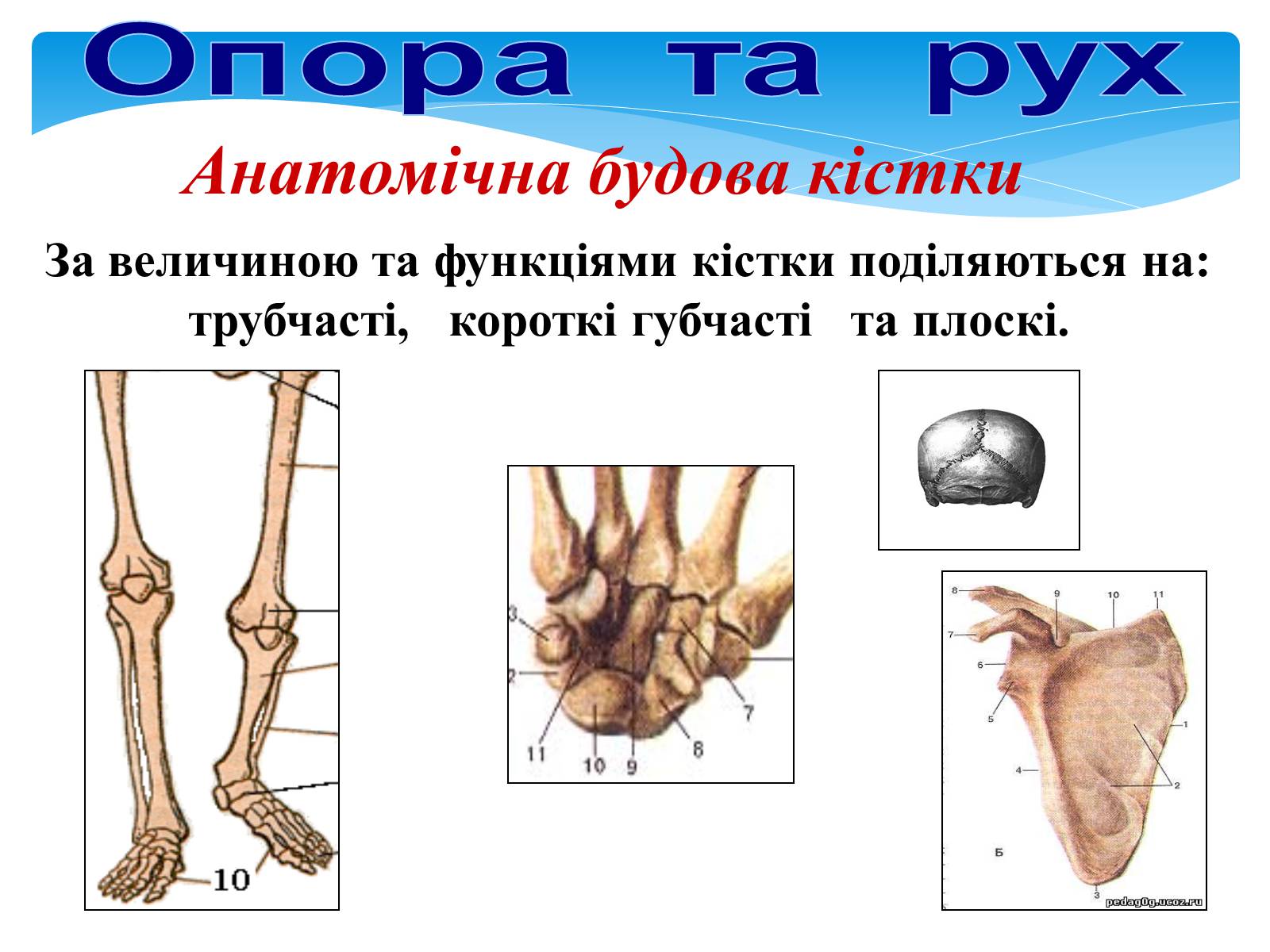 Презентація на тему «Опора і рух» - Слайд #7