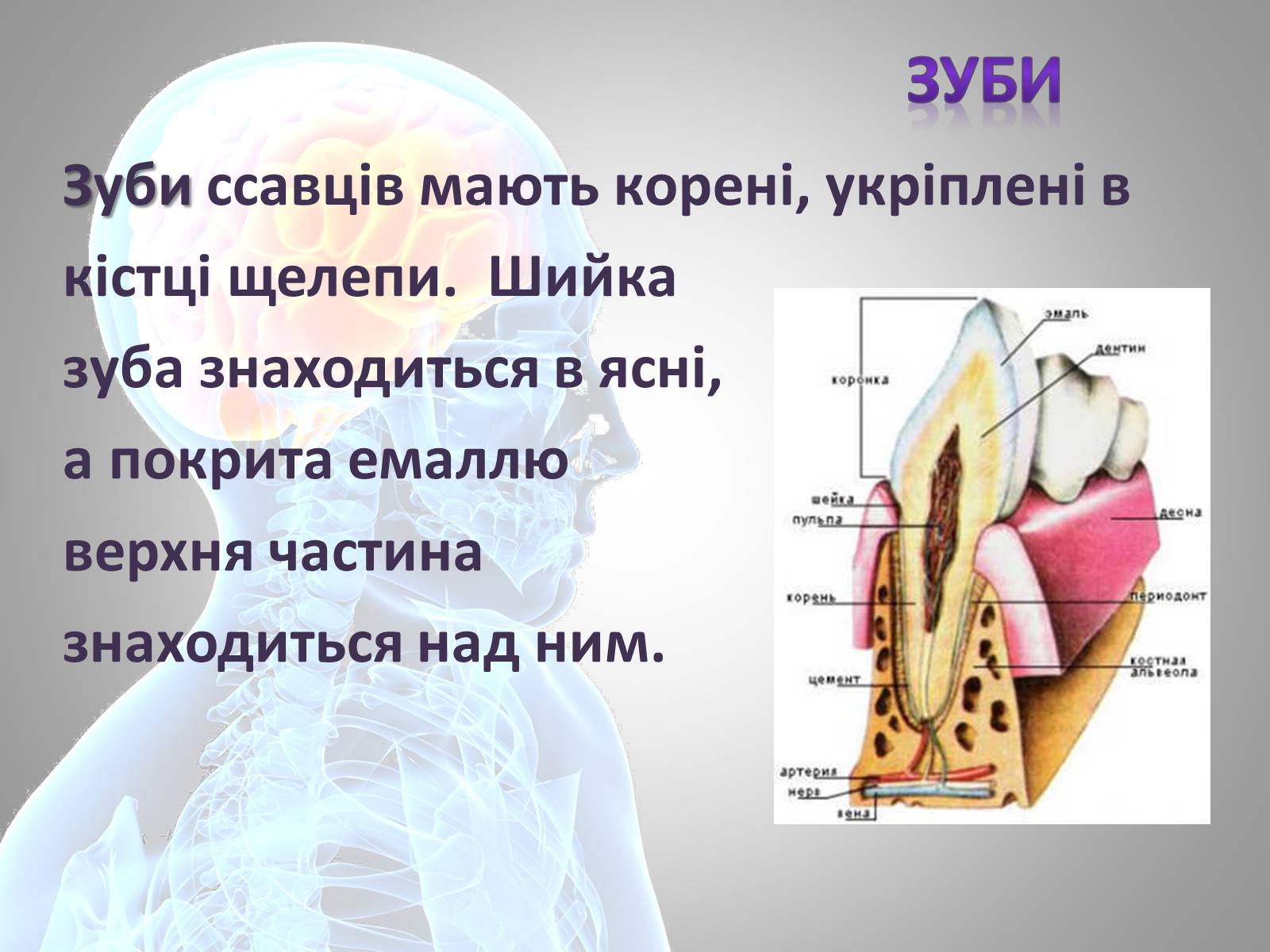 Презентація на тему «Зуби» (варіант 1) - Слайд #4