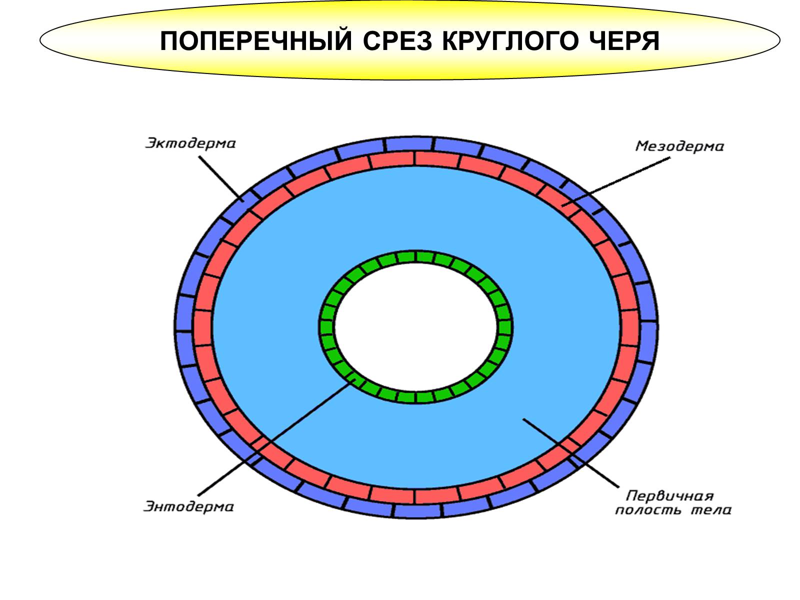 3 полости тела. Схема поперечного среза червя. Поперечный срез кольчатого червя схема. Поперечный срез круглого червя. Поперечный срез круглых червей.