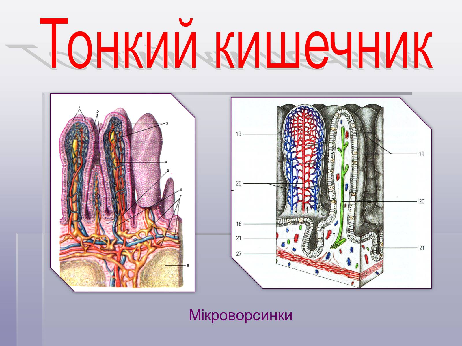 Функция ворсинок тонкого кишечника. Строение кишечной ворсинки анатомия. Ворсинки и микроворсинки. Ворсинки тонкого кишечника. Ворсинки тонкого кишечника анатомия.