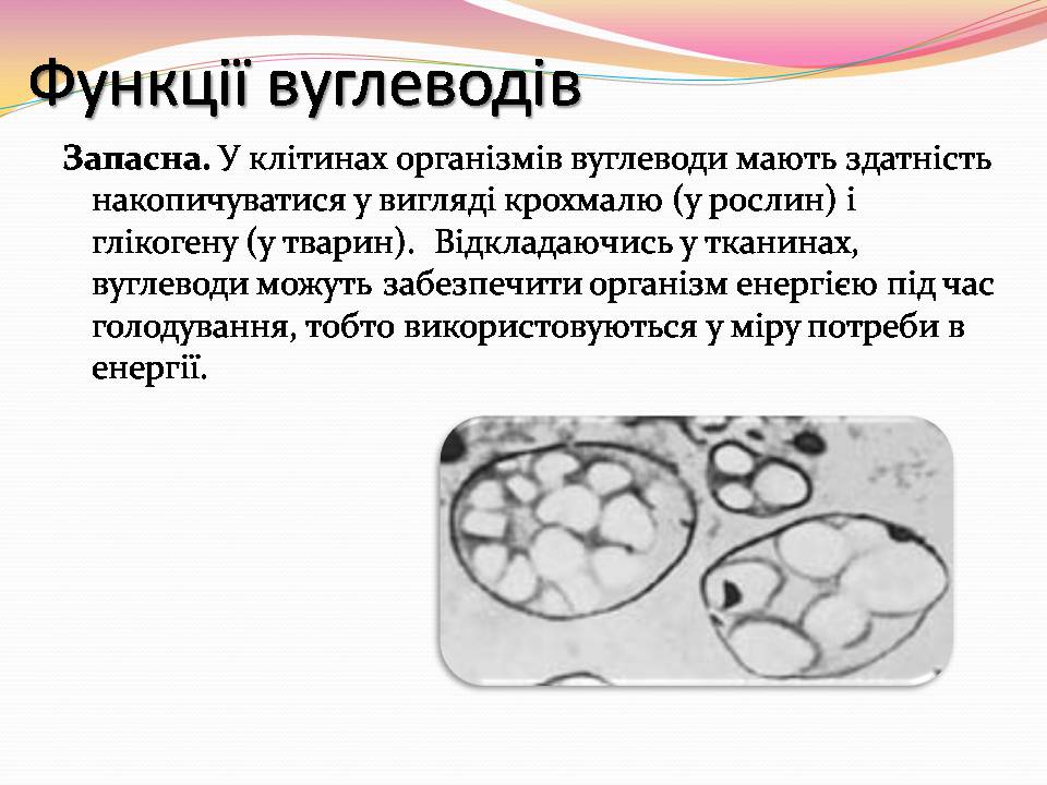 Презентація на тему «Вуглеводи як компоненти їжі, їх роль у житті людини» (варіант 39) - Слайд #15