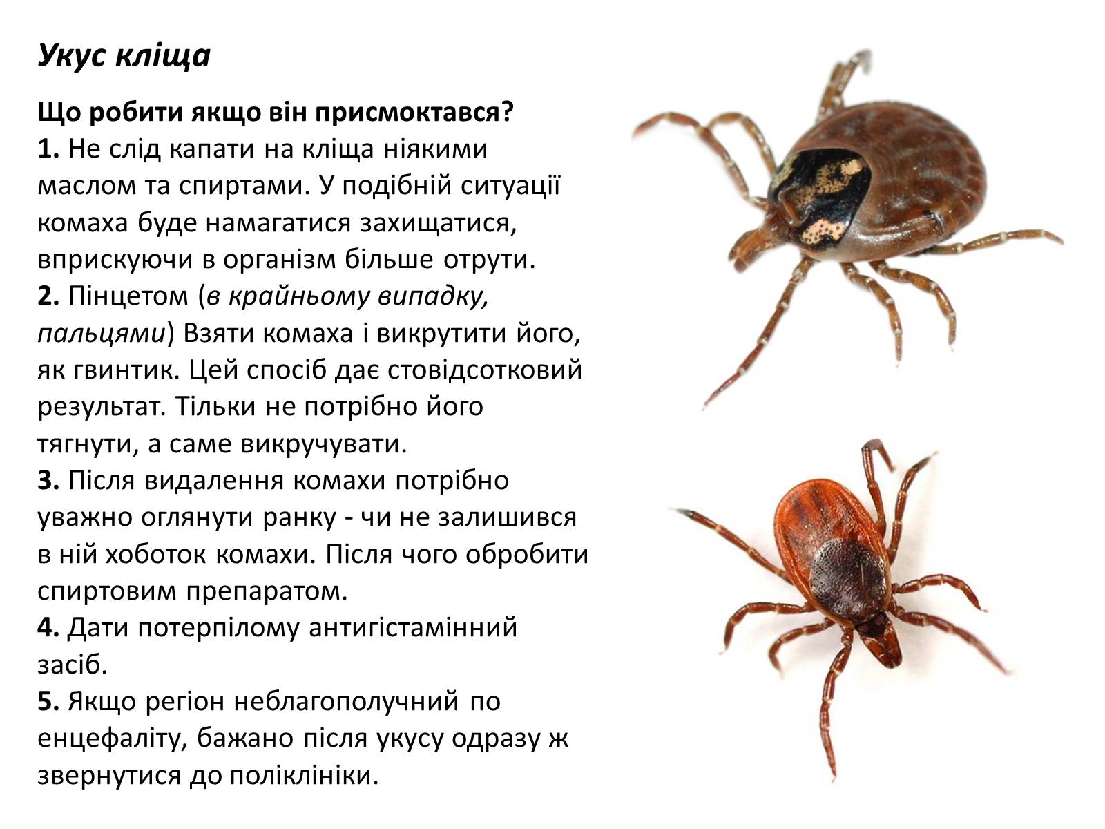 Презентація на тему «Допомога при укусах отруйних комах та тварин» - Слайд #5