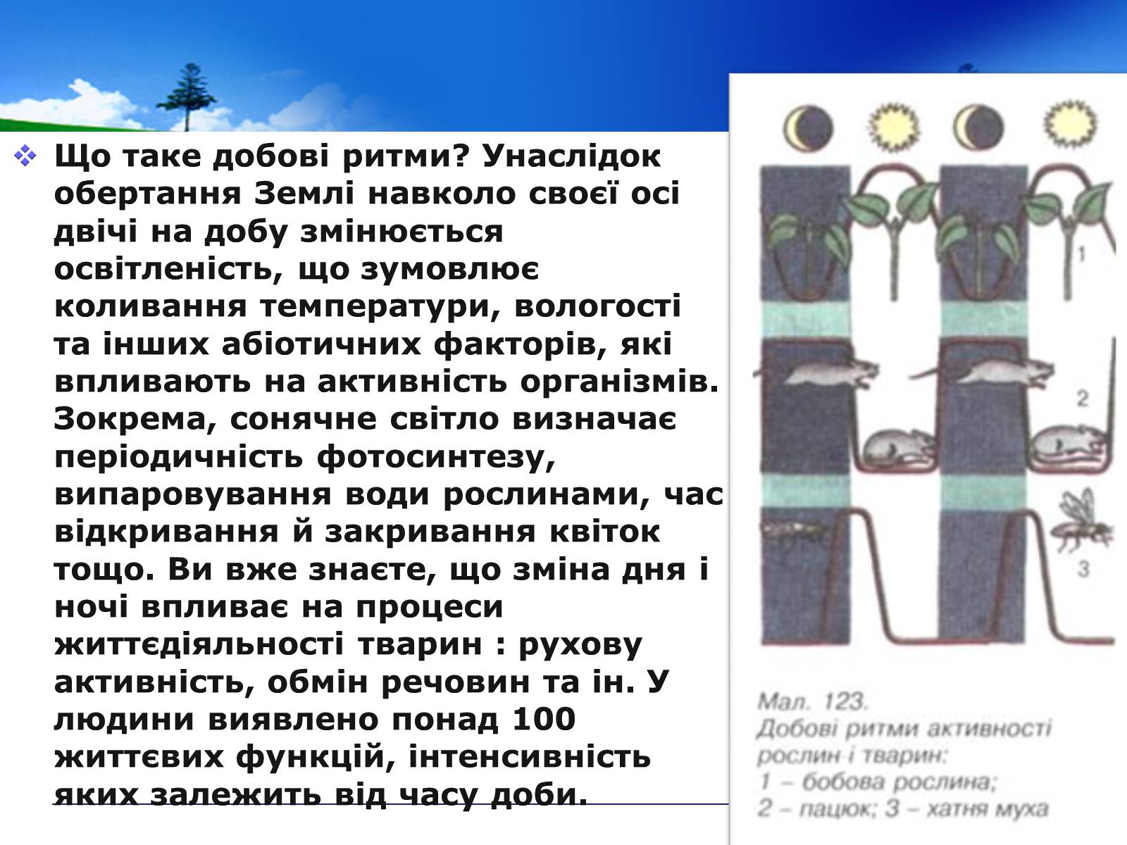 Презентація на тему «Адаптивні ритми популяцій і організмів» - Слайд #7