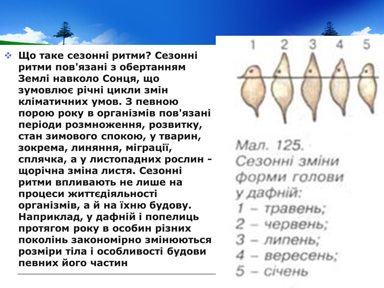 Презентація на тему «Адаптивні ритми популяцій і організмів» - Слайд #8