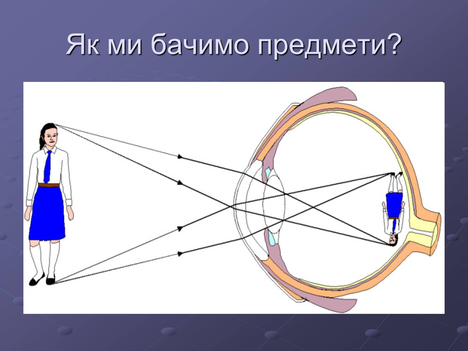 Презентація на тему «Будова ока» - Слайд #12