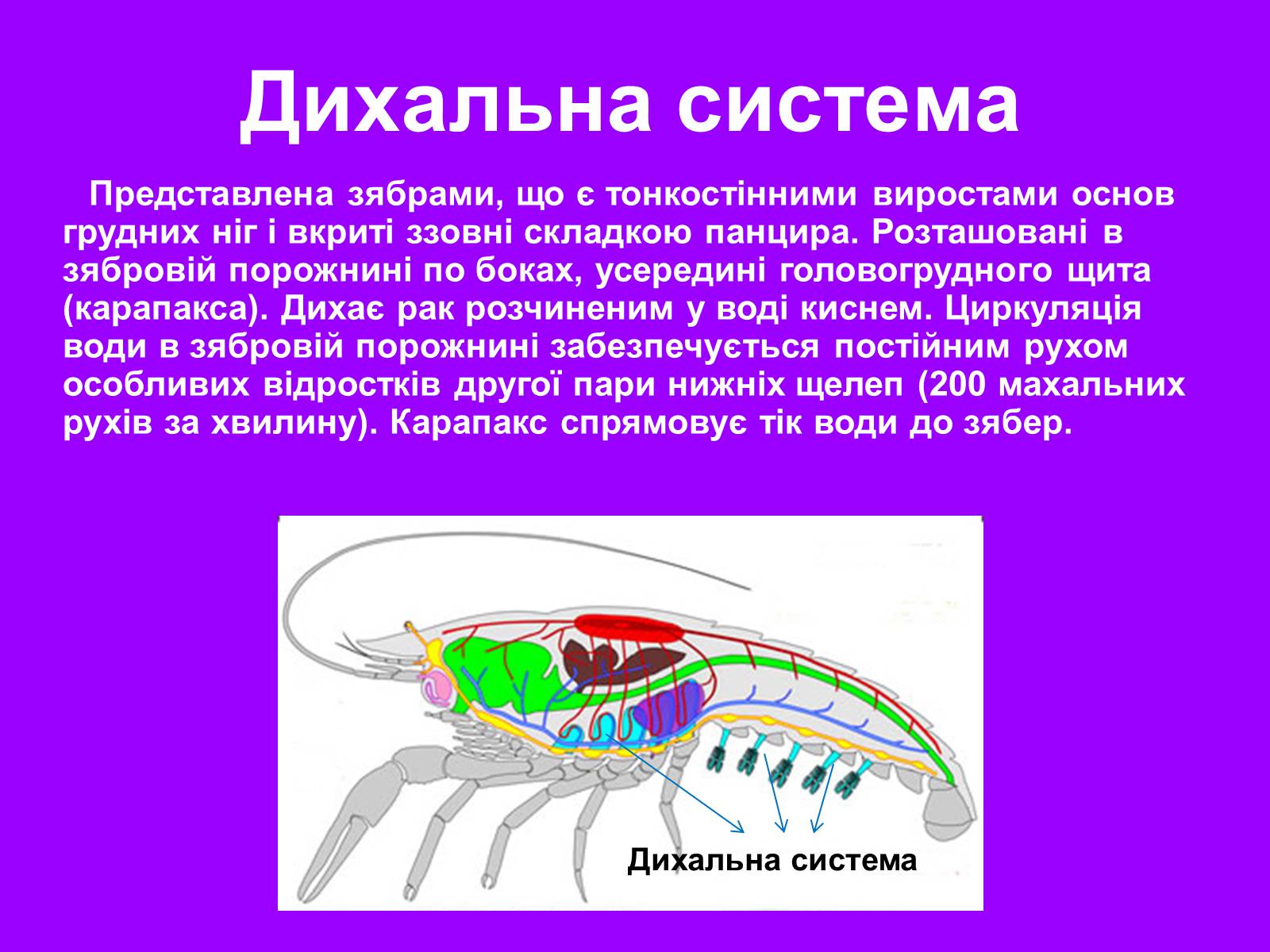 Органы выделения речного рака