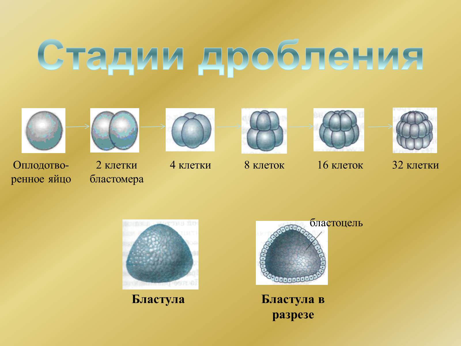 Презентація на тему «Индивидуальное развитие организмов» - Слайд #10