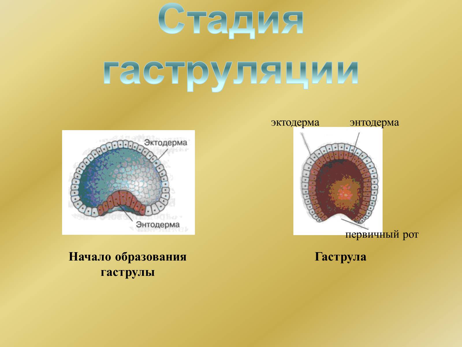 Презентація на тему «Индивидуальное развитие организмов» - Слайд #11