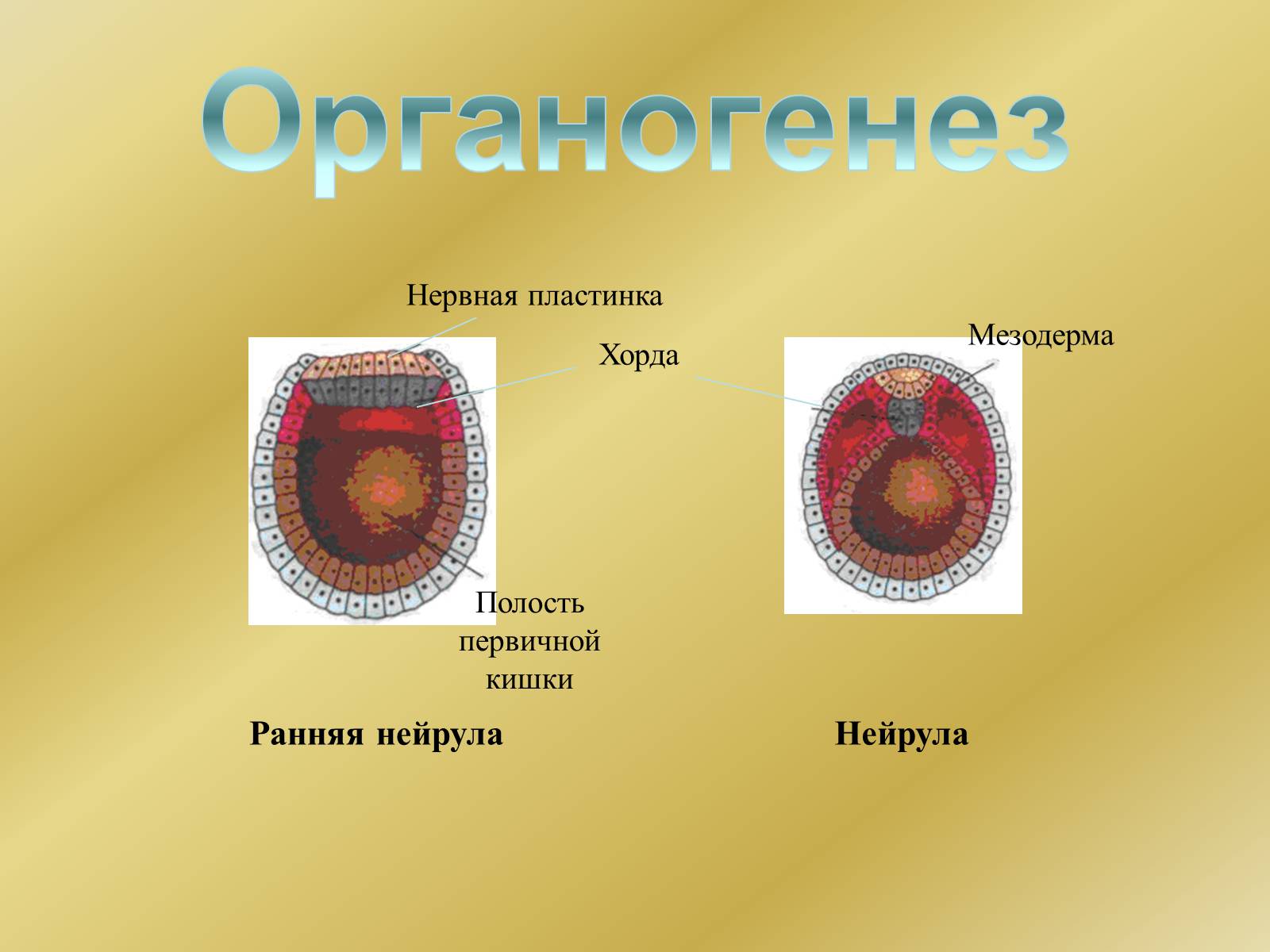 Органогенез. Первичный органогенез. Нейрула строение. Мезодерма. Ранний органогенез.