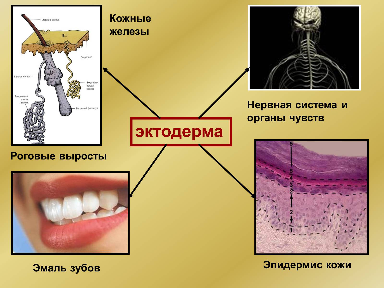 Эктодерма это. Эктодерма. Эктодерма человека. Кожные железы это эктодерма. Эмаль зубов эктодерма.