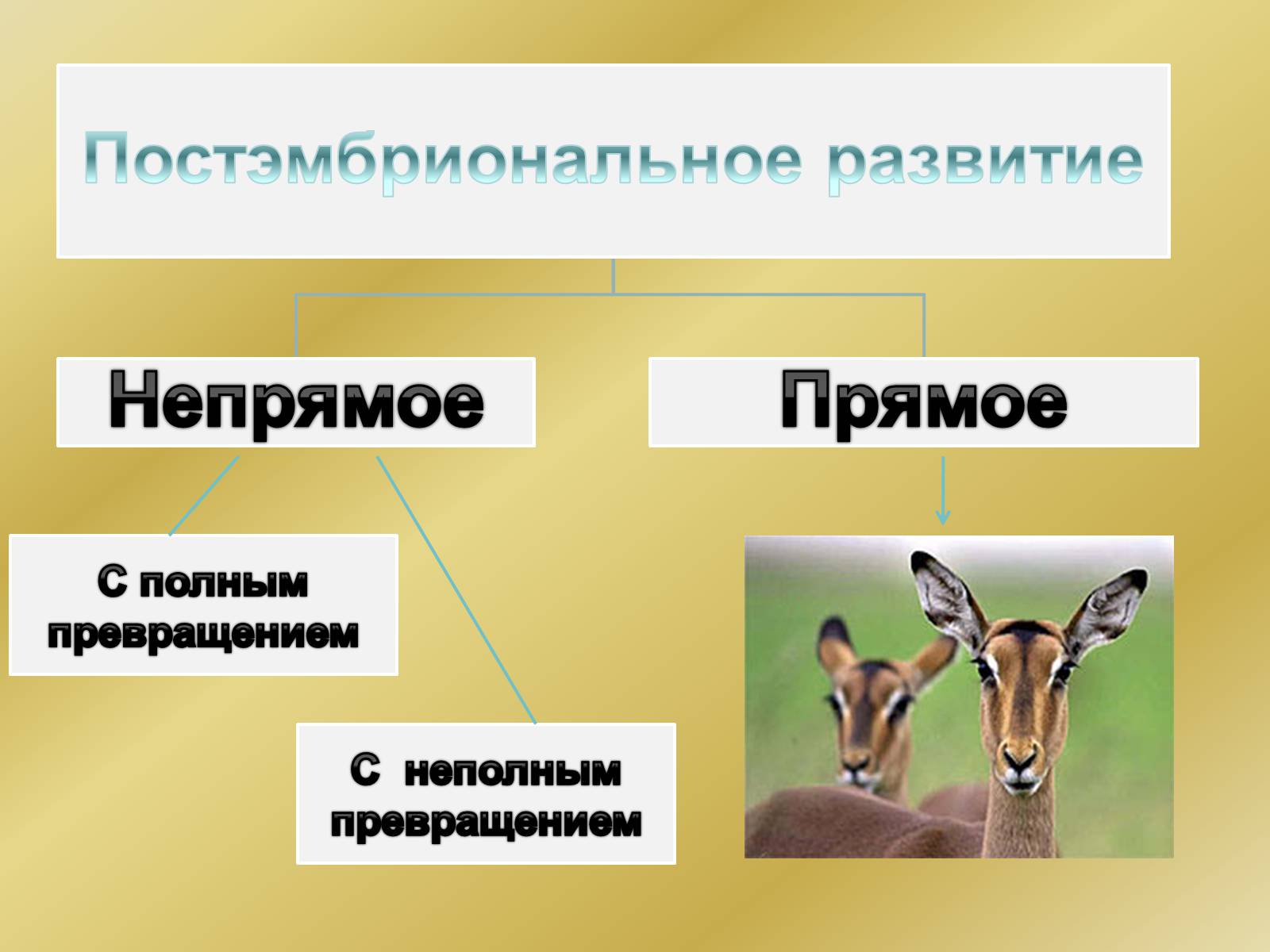 Презентація на тему «Индивидуальное развитие организмов» - Слайд #21