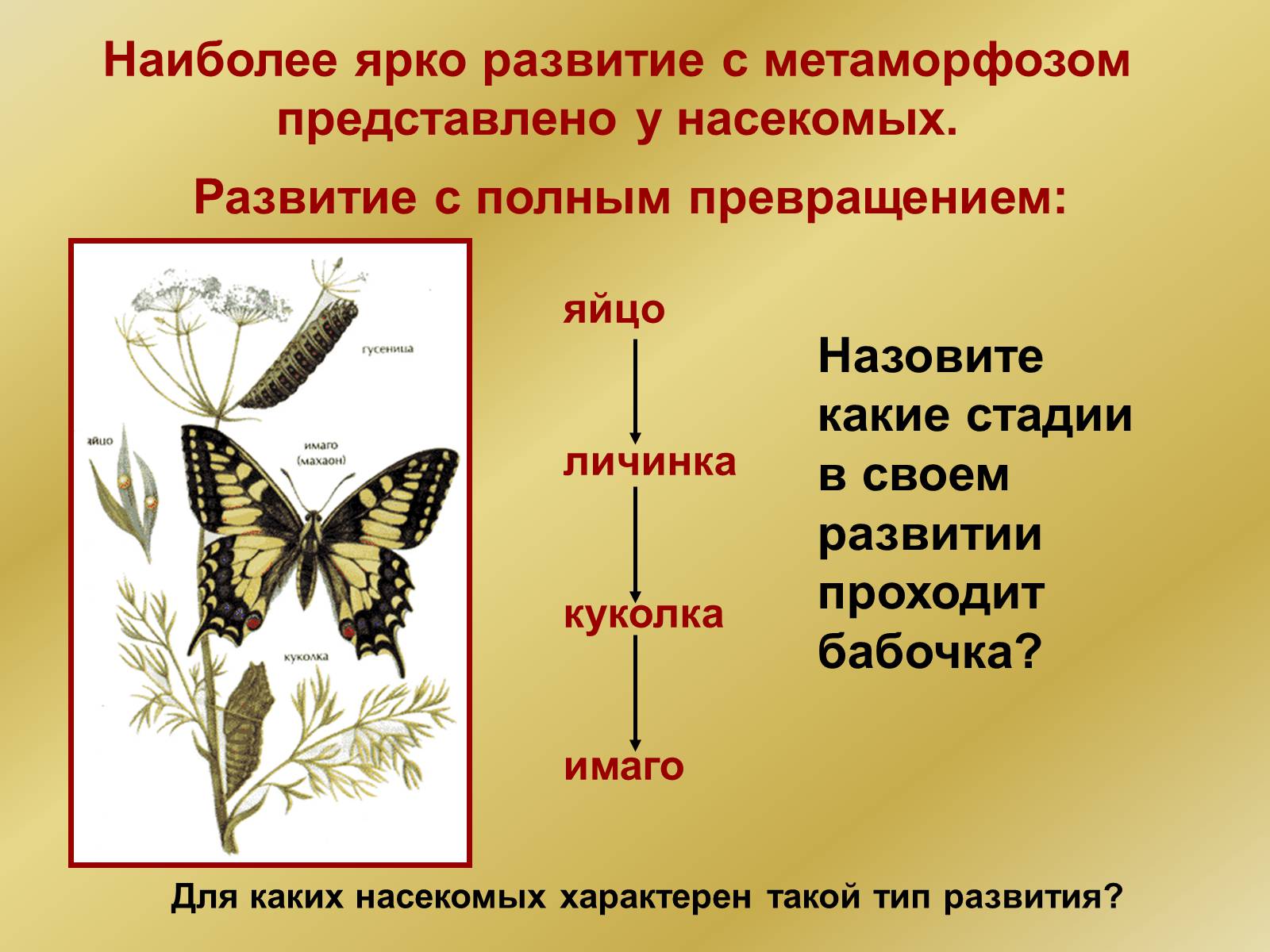 Презентація на тему «Индивидуальное развитие организмов» - Слайд #24