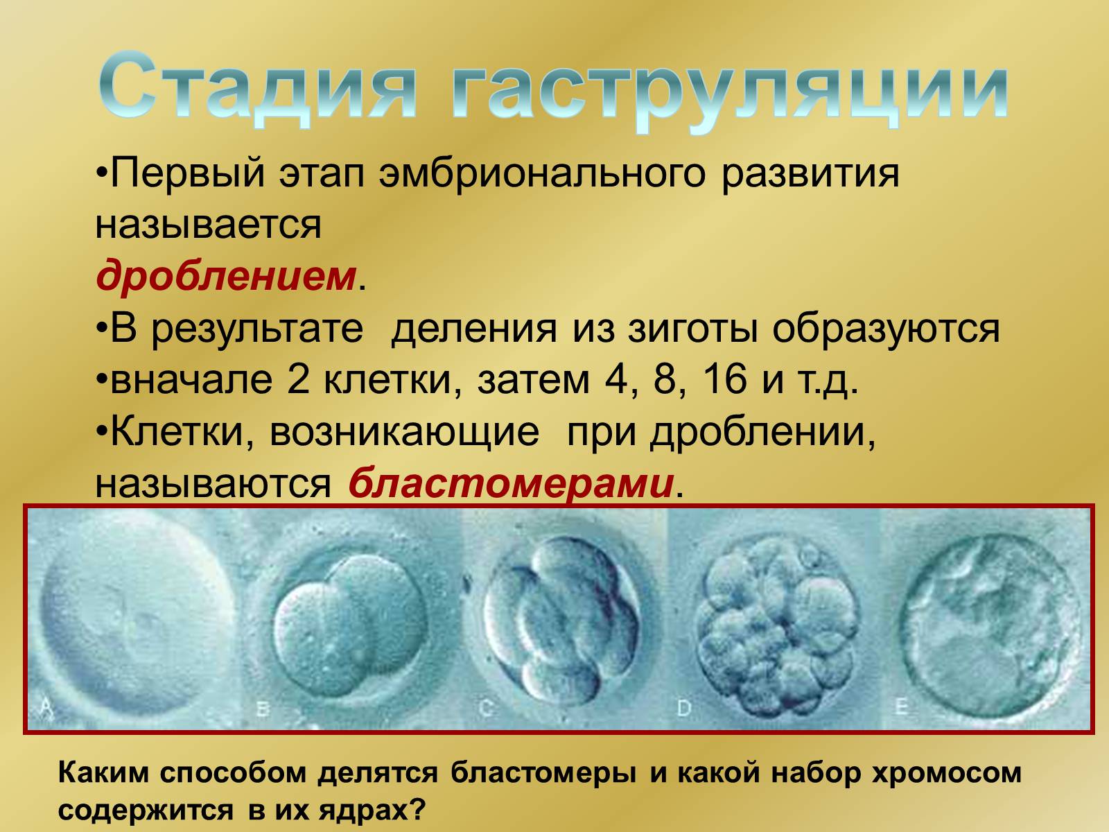 Презентація на тему «Индивидуальное развитие организмов» - Слайд #8