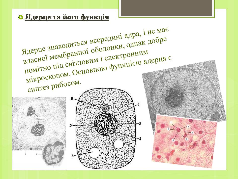 Презентація на тему «Клітинне ядро. Його значення та походження» - Слайд #5