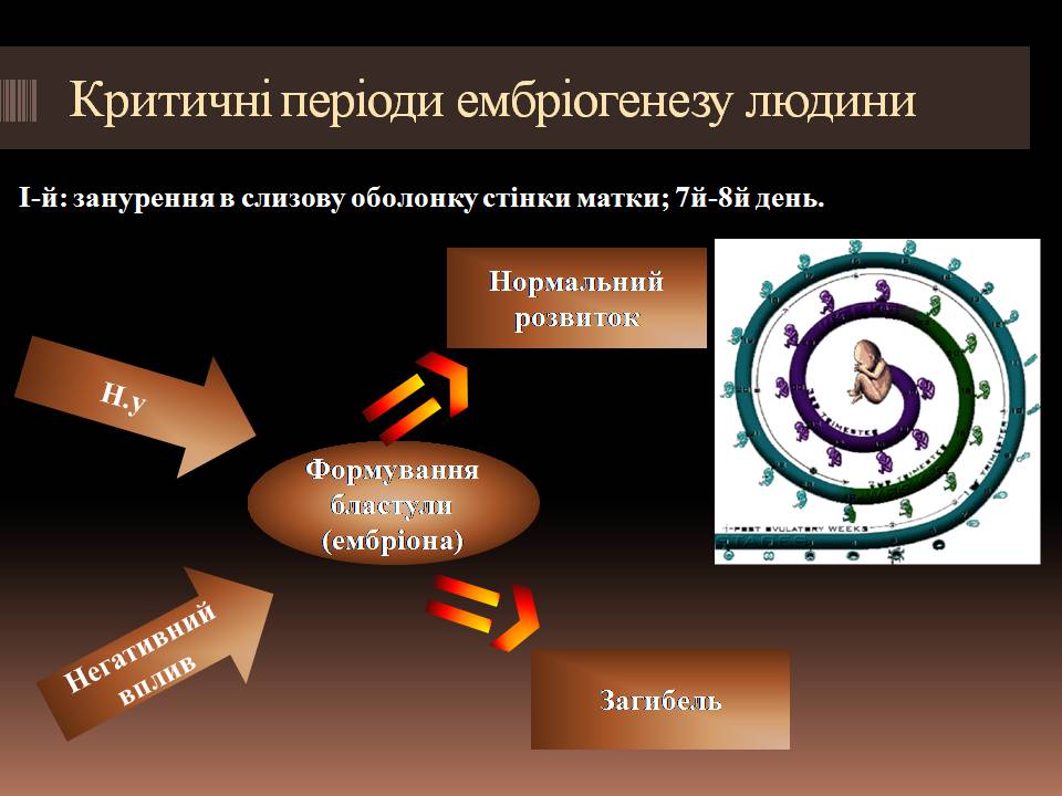 Презентація на тему «Гомеостаз ембріонального розвитку» - Слайд #6