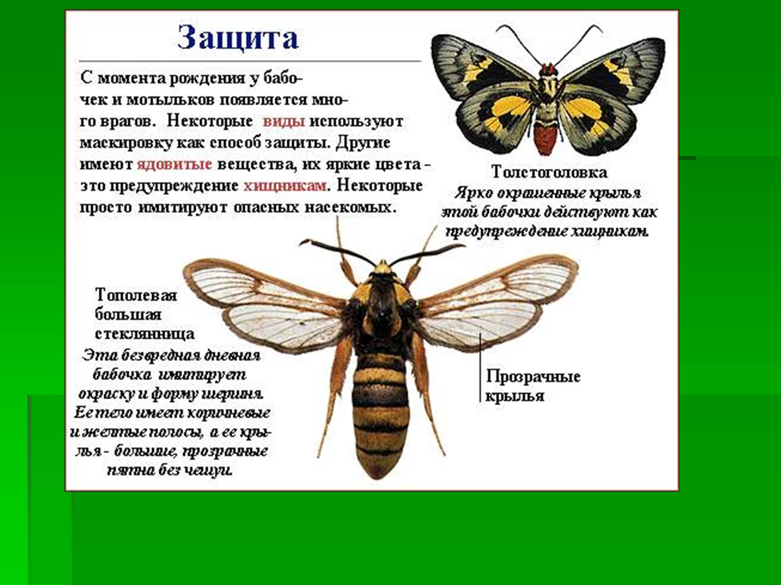 Презентація на тему «Насекомые» (варіант 1) - Слайд #19