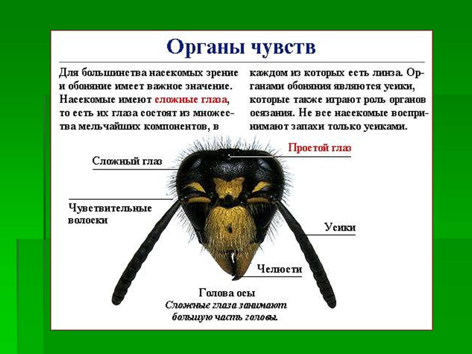 Органы чувств насекомых. Органы осязания у насекомых. Органы чувств насекомых строение. Органы обоняния у насекомых.