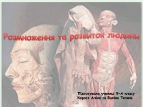 Презентація на тему «Розмноження та розвиток людини» (варіант 2)