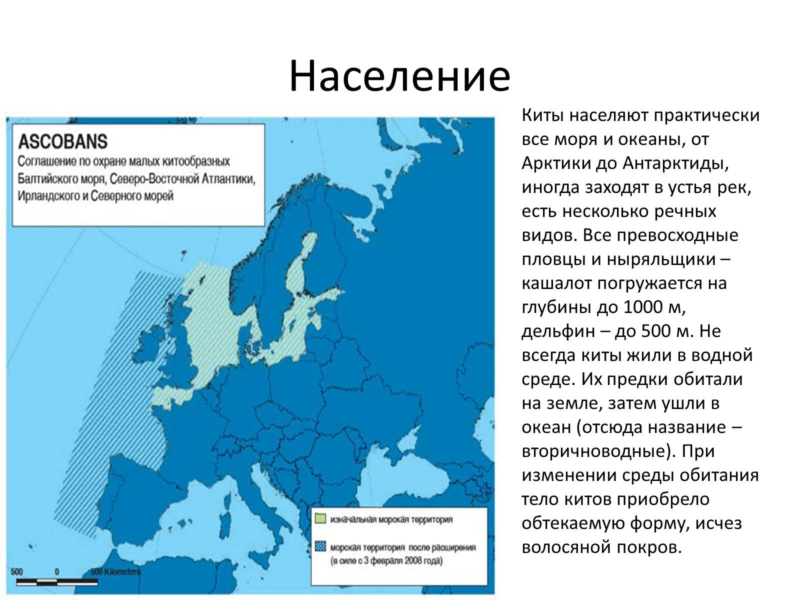 Презентація на тему «Отряд Китообразные» - Слайд #6