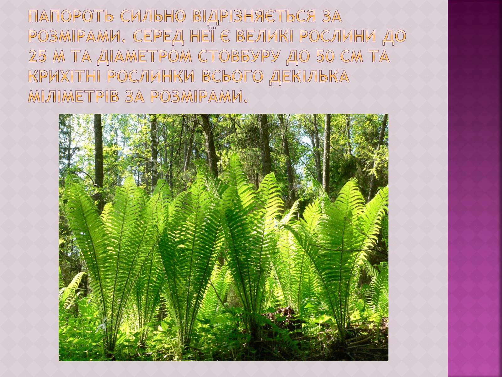 Презентація на тему «Папоротеподібні» (варіант 1) - Слайд #3