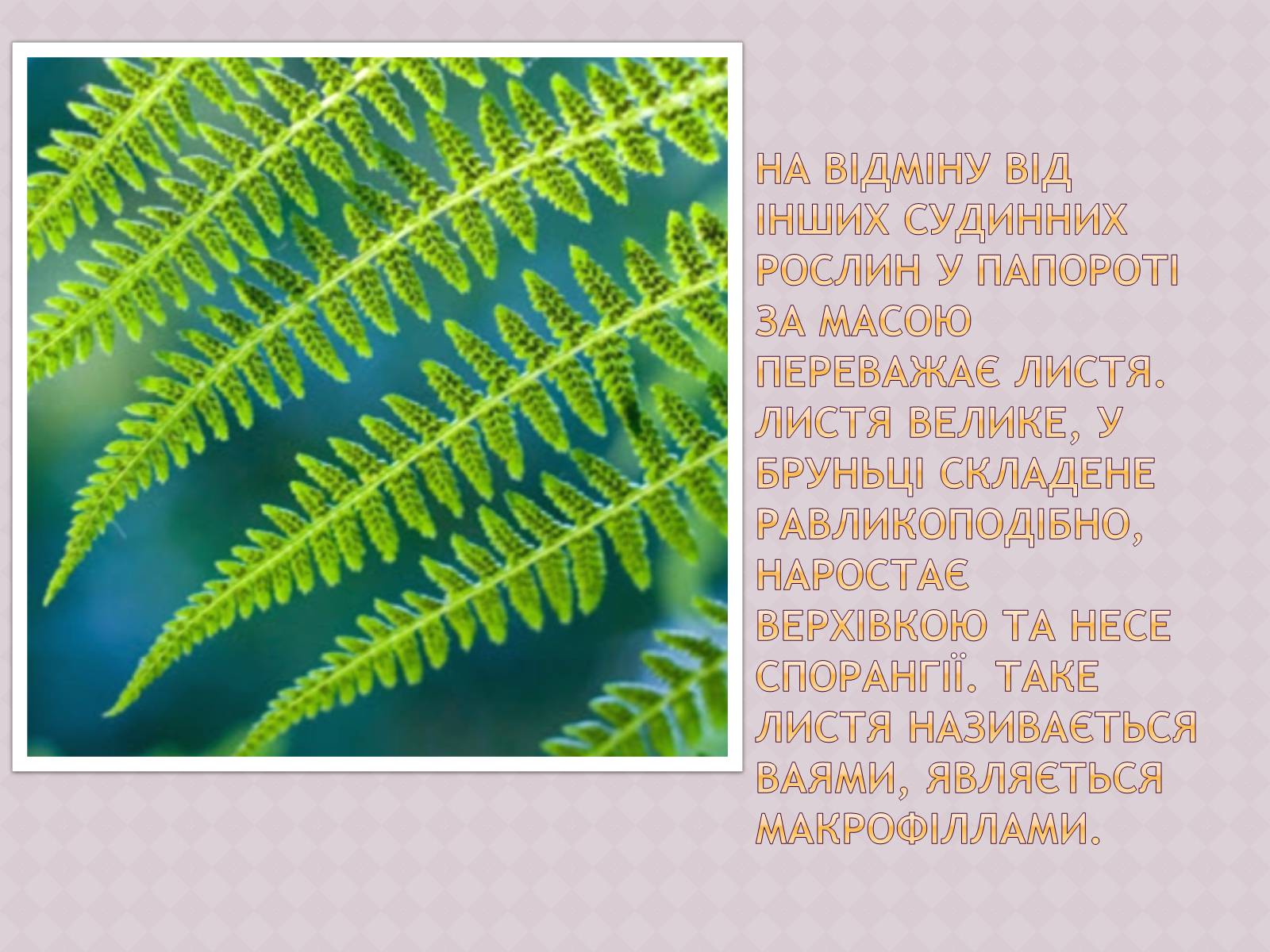 Презентація на тему «Папоротеподібні» (варіант 1) - Слайд #4