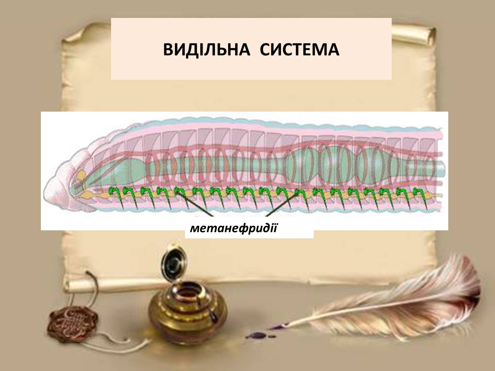 Презентація на тему «Загальна характеристика типу Кільчасті черви» - Слайд #6