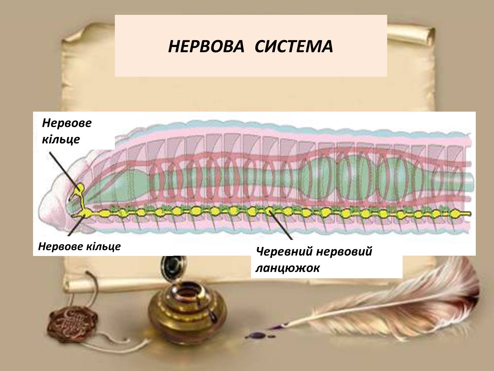 Презентація на тему «Загальна характеристика типу Кільчасті черви» - Слайд #7