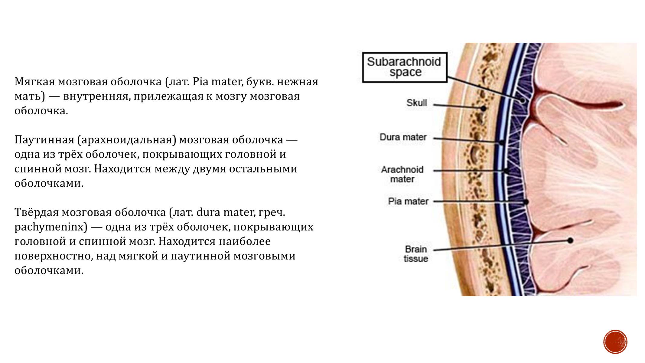 Субарахноидальное пространство. Мягкая мозговая оболочка. Оболочки головного мозга. Арахноидальный оболочка. Арахноидальная мозговая оболочка.